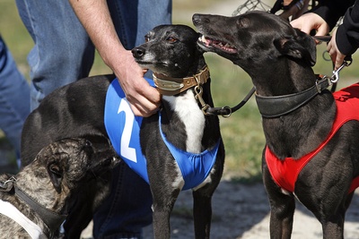 Askern Greyhound Racing Reopening